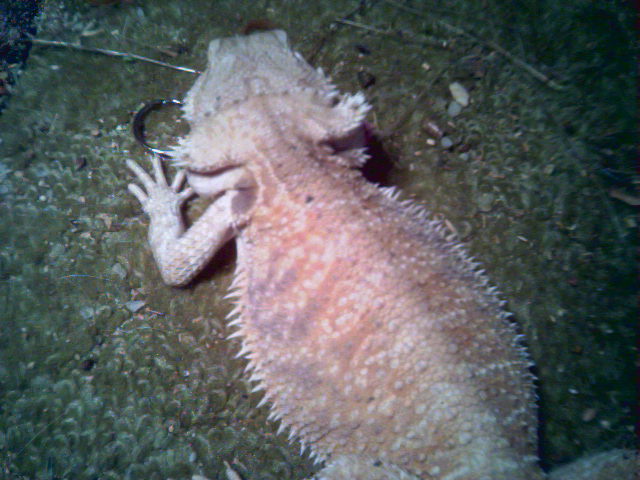 clear nailed female hypo pastel