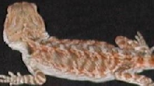 reddish male het hypo pastel