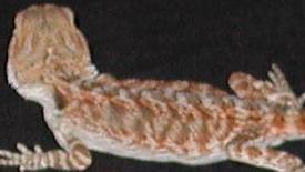 reddish male het hypo pastel