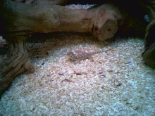 small female blood x snow before first shed.
