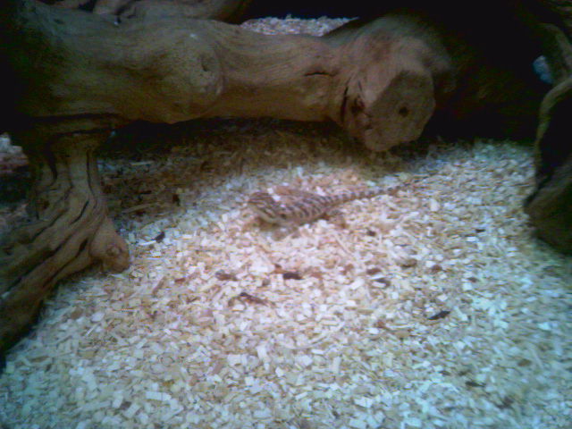 small female blood x snow before first shed.