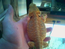 super orange male