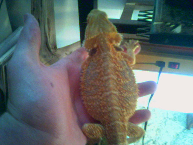 super orange male