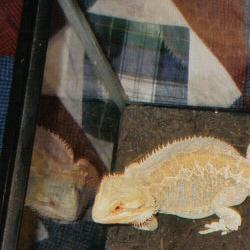 tangerine hypo pastel male