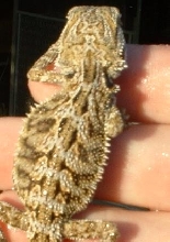 low end female het hypo pastel