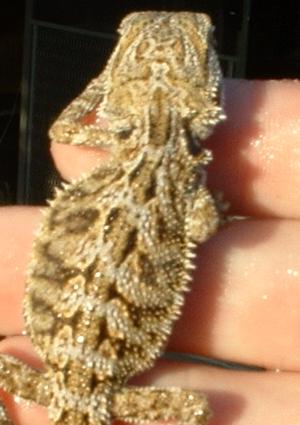 low end female het hypo pastel