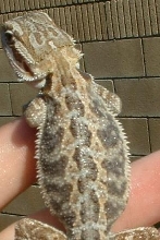 male in full shed.