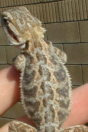 male in full shed.