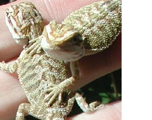 het tangerine hypo pastel babies.