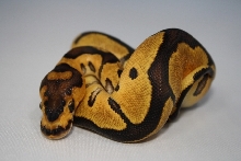 2011 Clown female