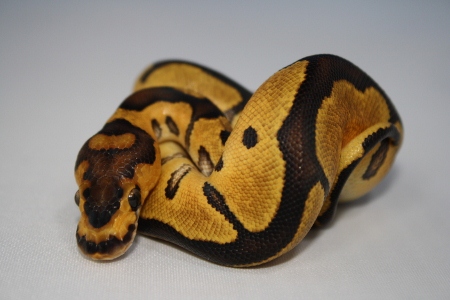 2011 Clown female