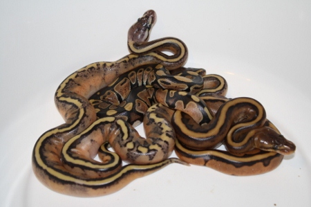 G-Stripe Hatchlings