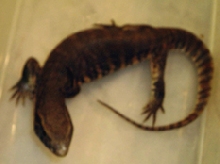 Banded V. exanthematicus Top View