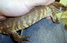 Banded V. exanthematicus Flank View