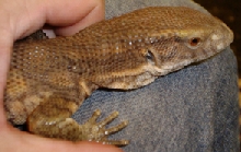 Banded V. exanthematicus Head View
