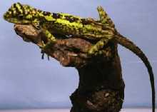 Female Japalura Splendida