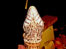 Banded V. exanthematicus Under Jaw View