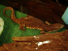 Banded V. exanthematicus Top View 2
