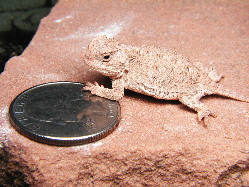 My Hatchling