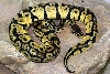 Pastel Female