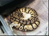 Pastel1 Clutch 08