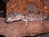 Black Throat1
