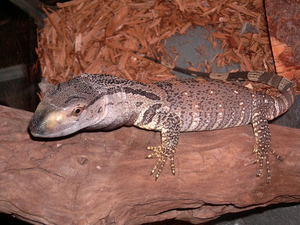 Black Throat1