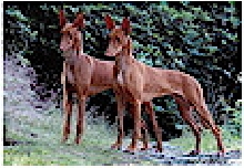 Faouziahs Berenike & Bastet