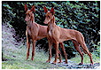 Faouziahs Berenike & Bastet