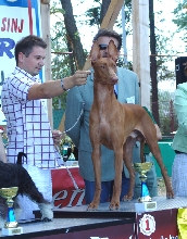 Dracula Winner-07 Croatian JCh  Faouziah's Excellentia Shadrach