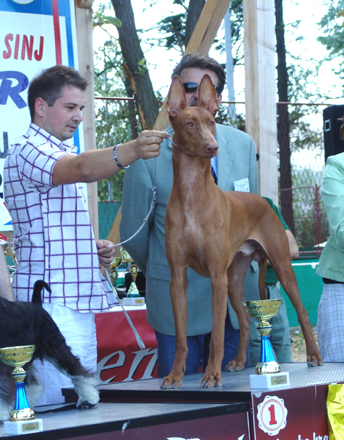 Dracula Winner-07 Croatian JCh  Faouziah's Excellentia Shadrach