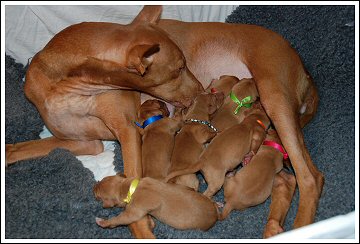 Faouziahs G litter