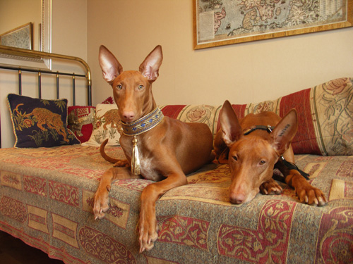 Nova and Juno