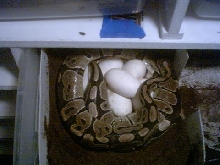 Shary on eggs