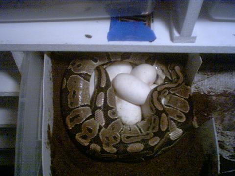 Shary on eggs