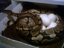 Shary on eggs 2
