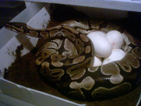 Shary on eggs 2