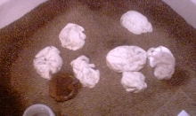 eggs day 35