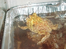 this is my pac man frog