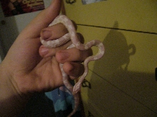 Mommy Snow Corn