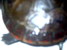 side of shell