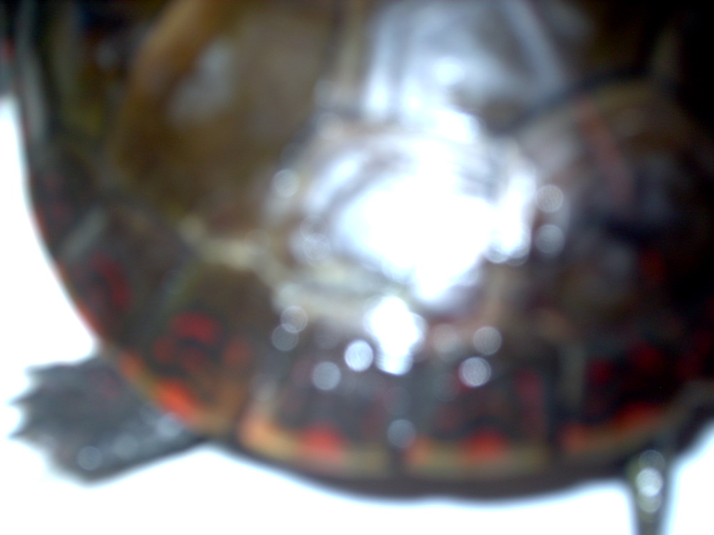 side of shell