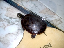 painted turtle