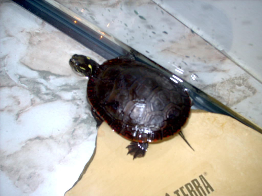 painted turtle