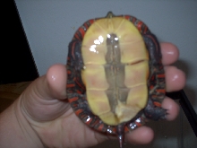 painted turtle bottom shell