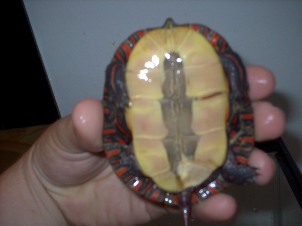 painted turtle bottom shell