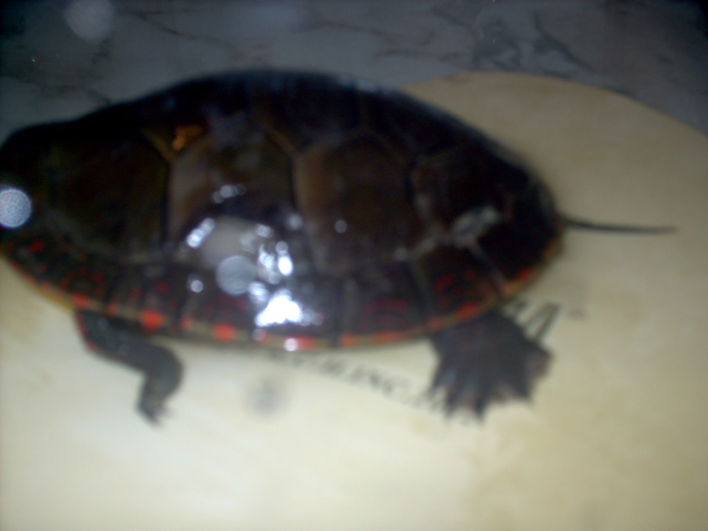 dent on turtles shell