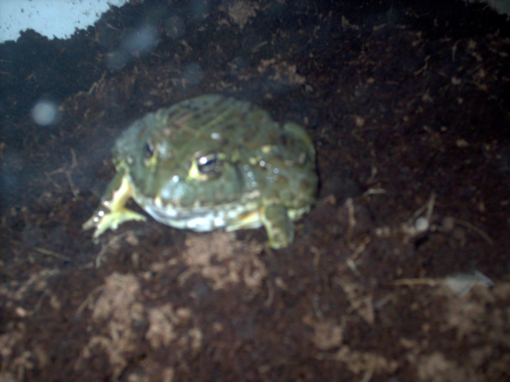 pixie frog