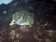 pixie frog