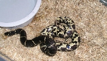 Maryland female eastern kingsnake